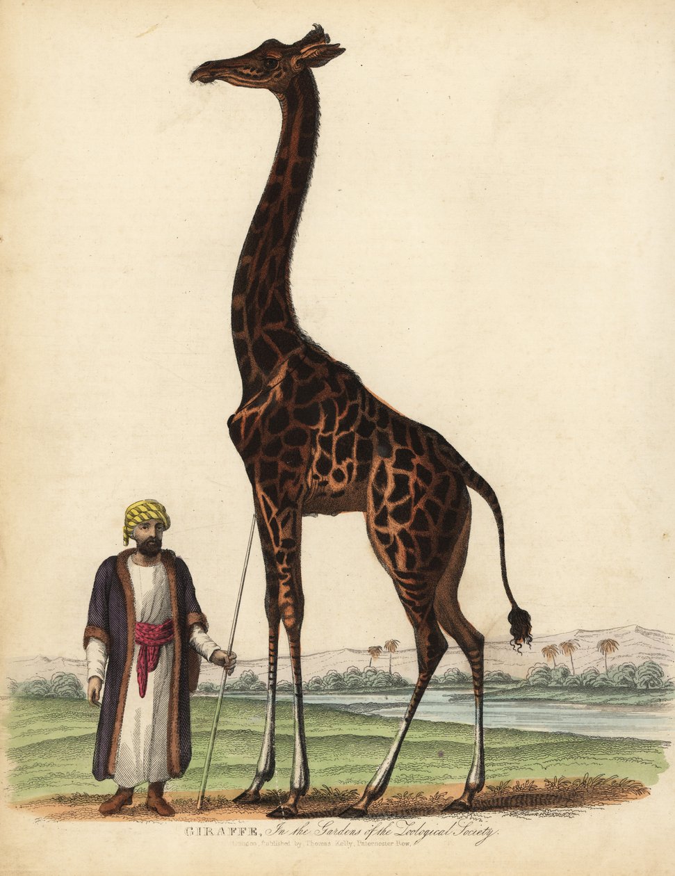 Giraffe, Giraffa camelopardalis door William Smellie