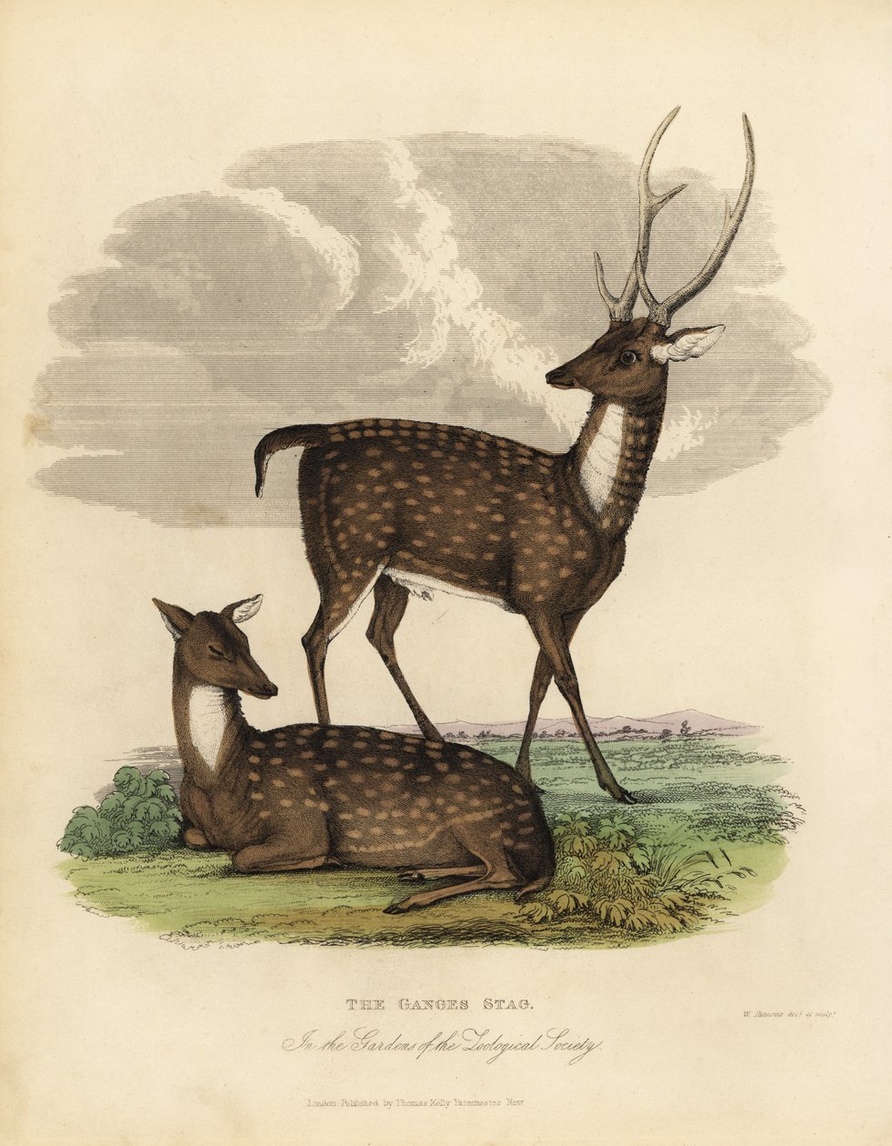 Moeras hert of barasingha, Rucervus duvaucelii door William Smellie