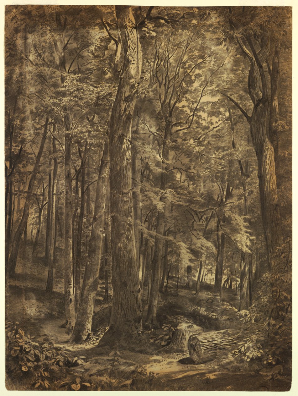 Studie voor "Juni Bossen" door William Trost Richards