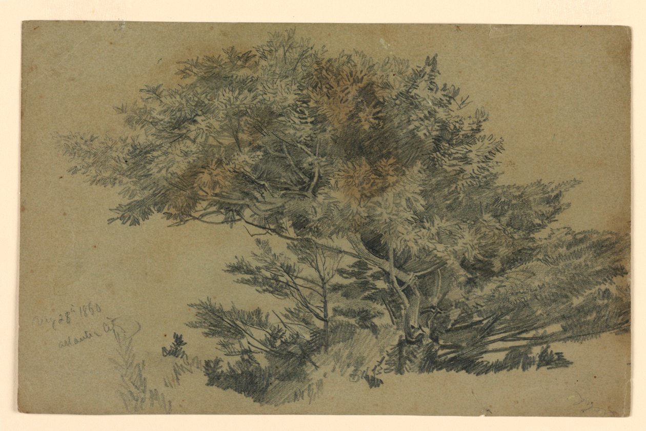 Studie van Bladwerk door William Trost Richards