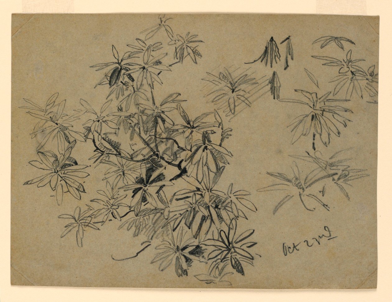 Studie van gebladerte door William Trost Richards