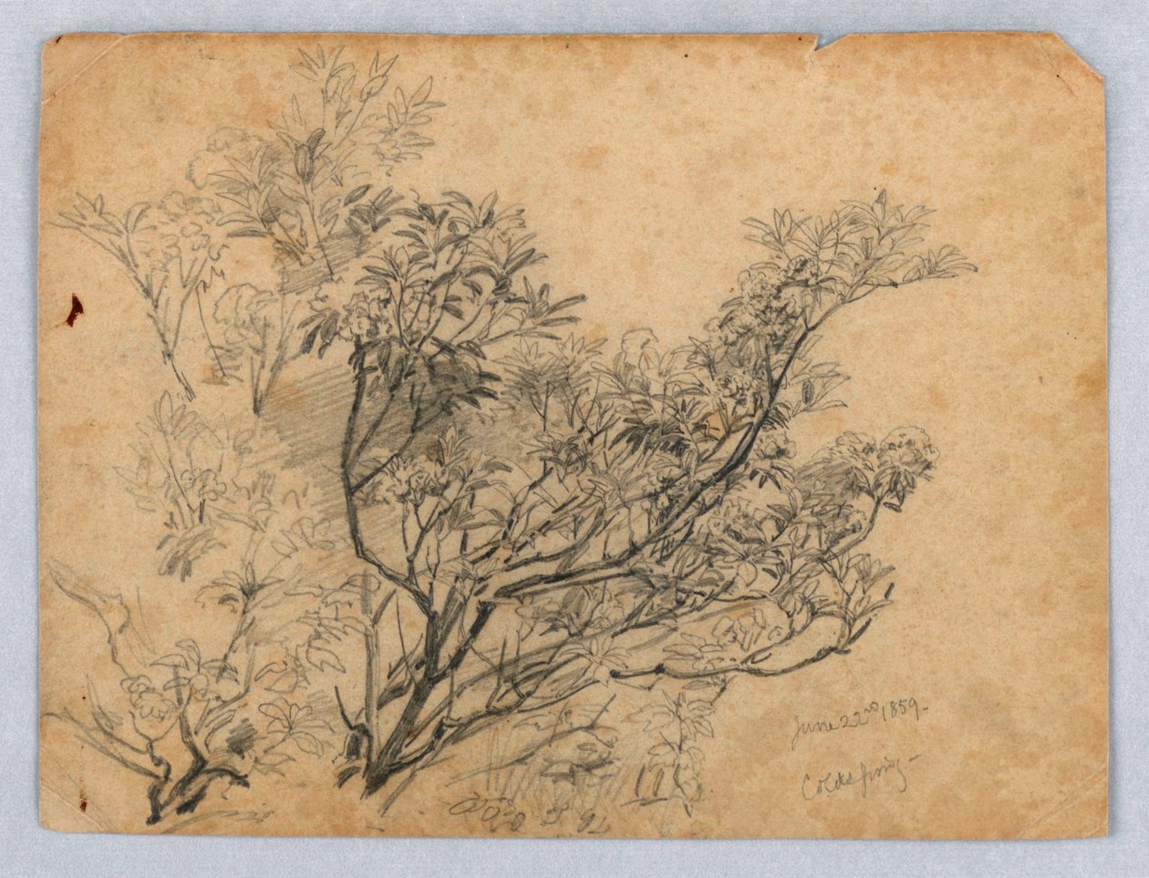 Studie van Bladgroen door William Trost Richards