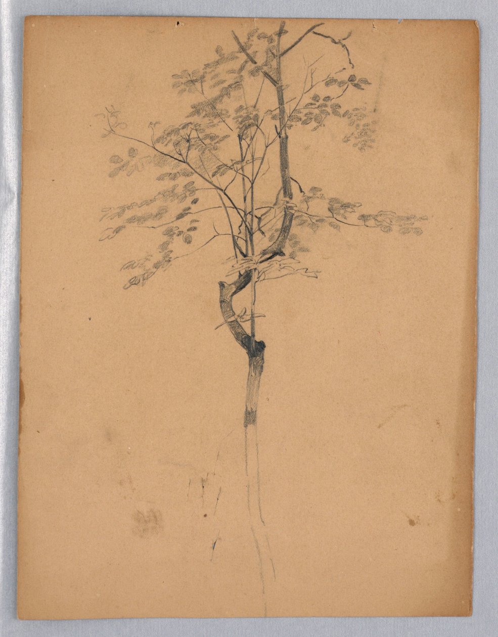 Studie van Bladeren door William Trost Richards