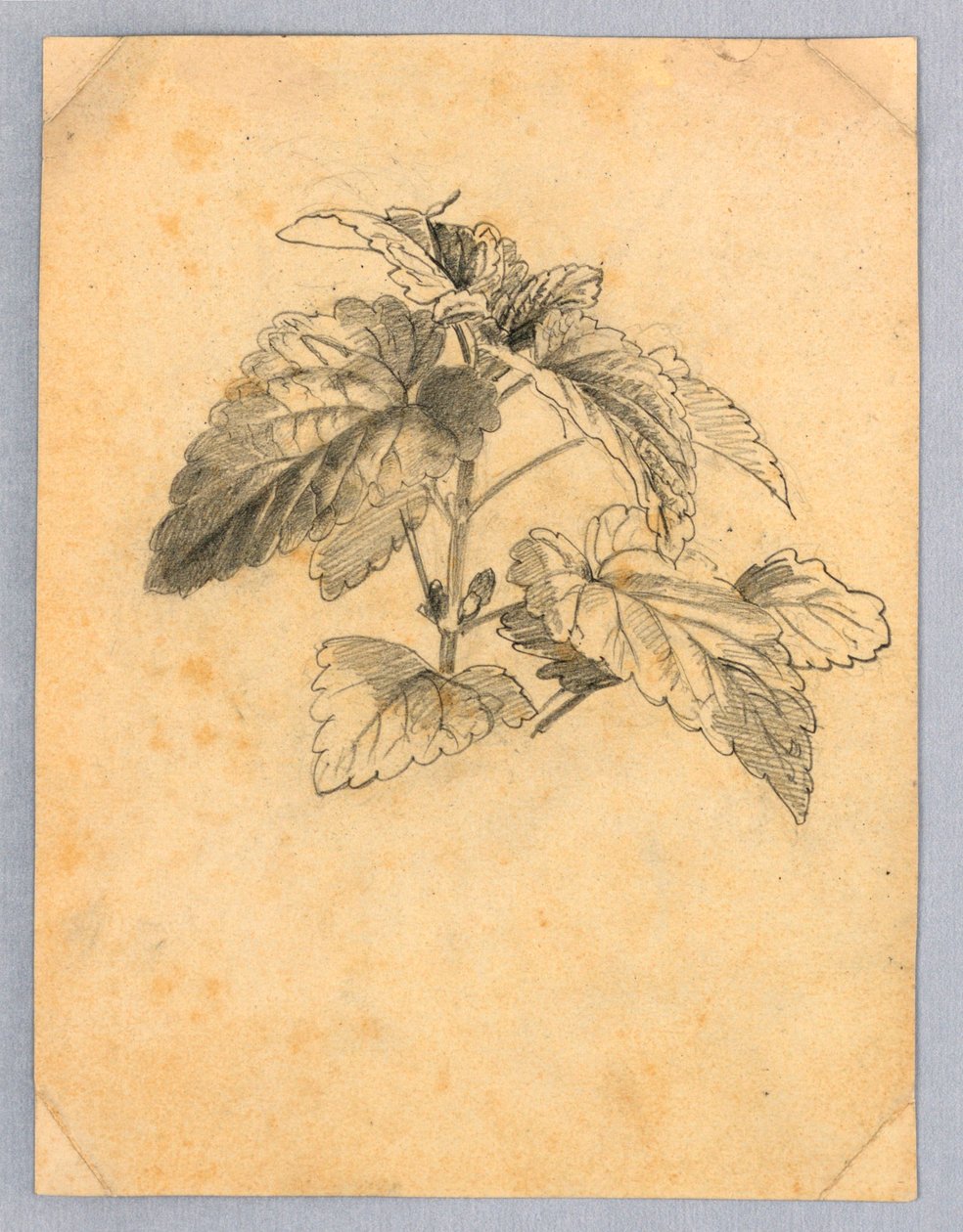 Studie van gebladerte door William Trost Richards