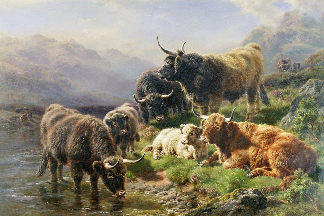 Hooglandvee door William Watson