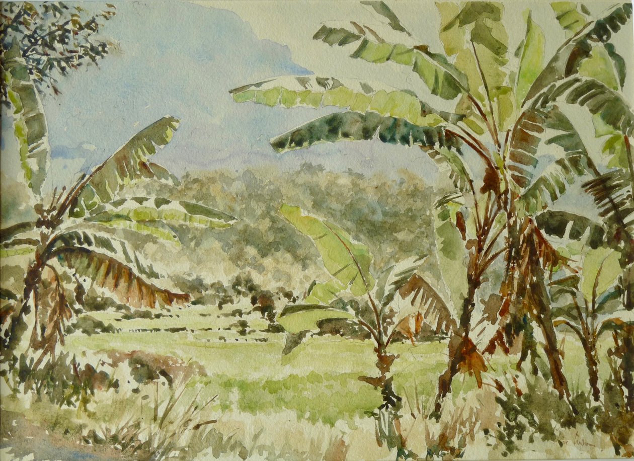 740 bananenbomen, Ramboda door Wilson Clive