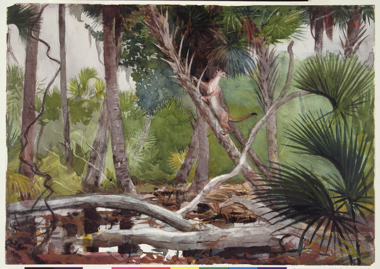 In de jungle, Florida, 1904 door Winslow Homer