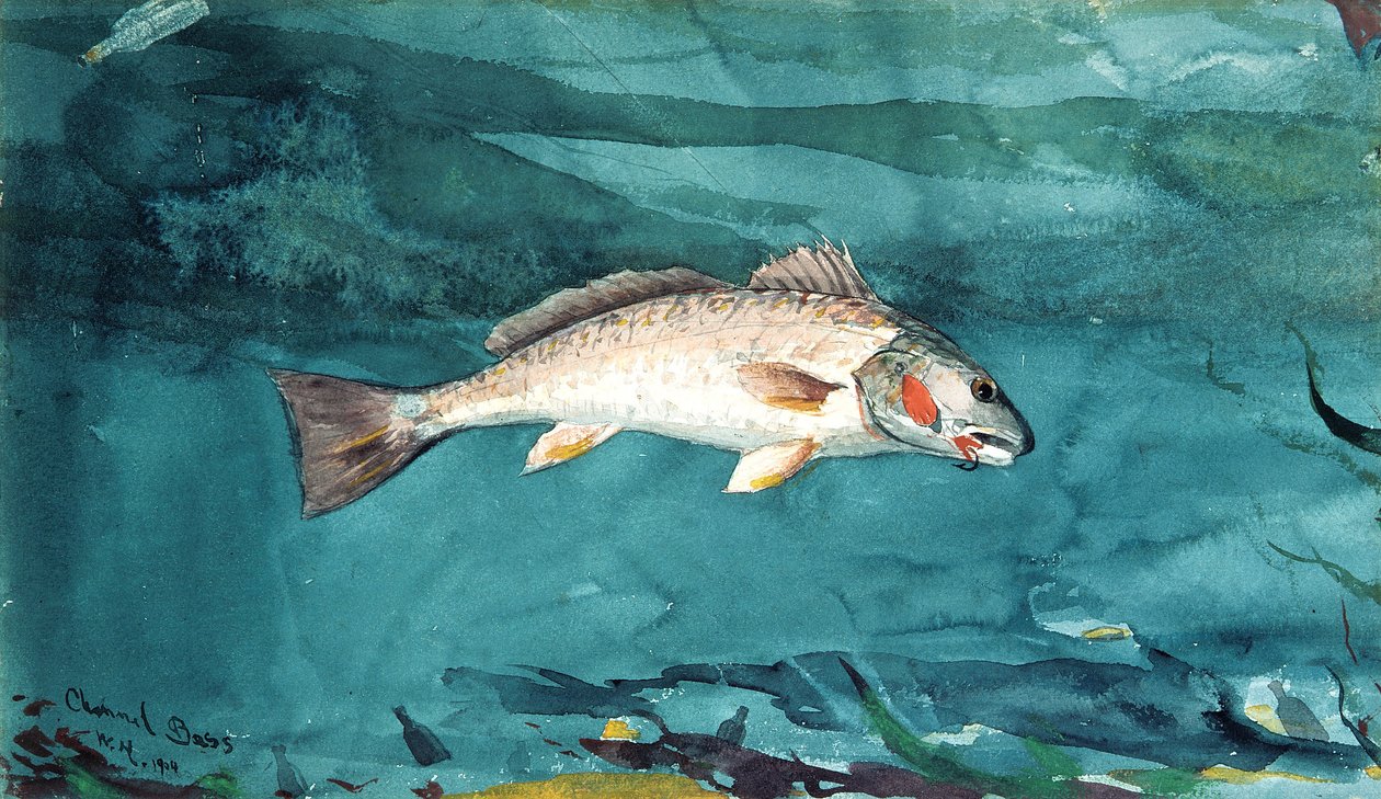 Kanaalbaars door Winslow Homer