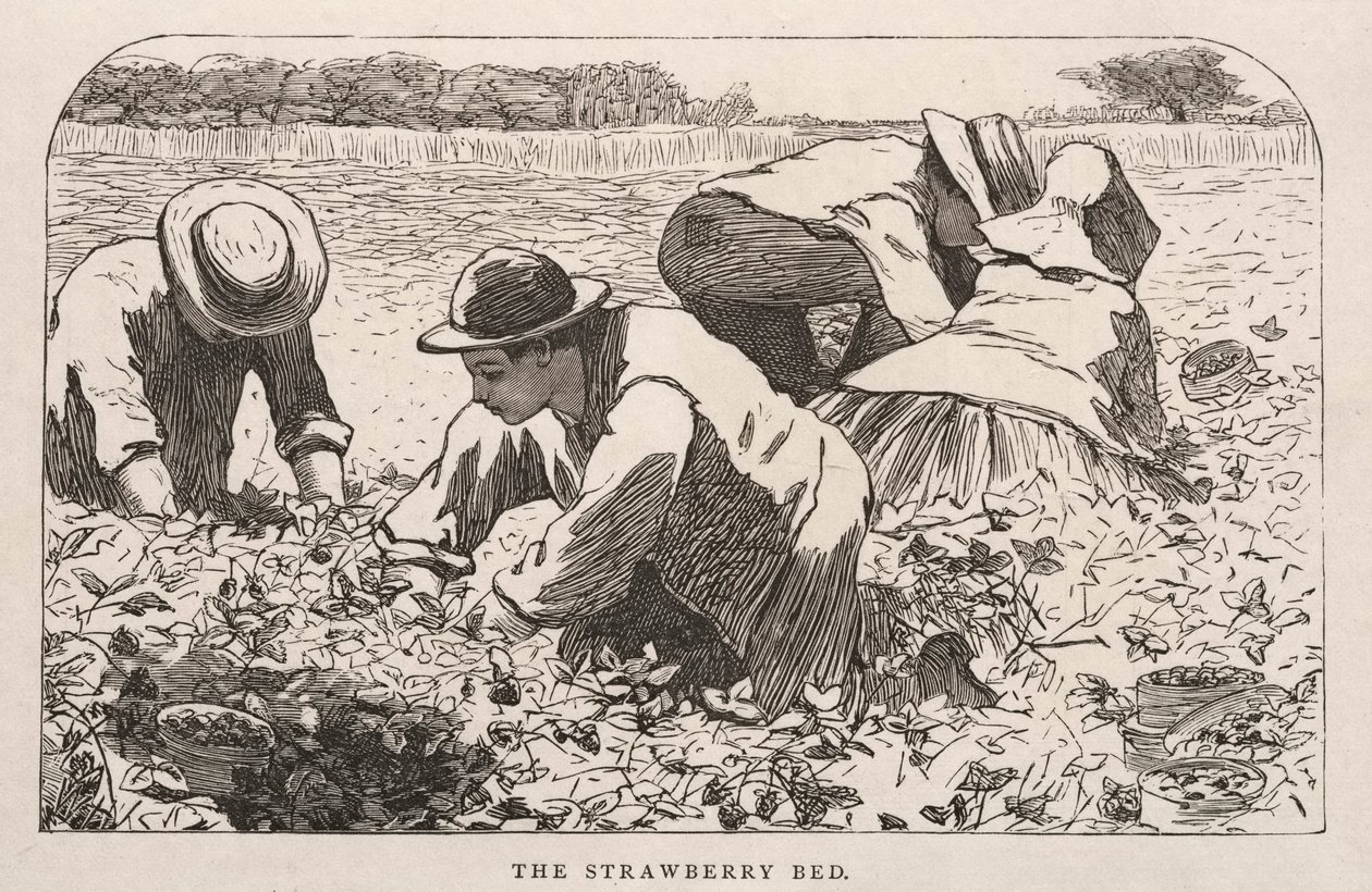 Het aardbeienbed, 1868 door Winslow Homer
