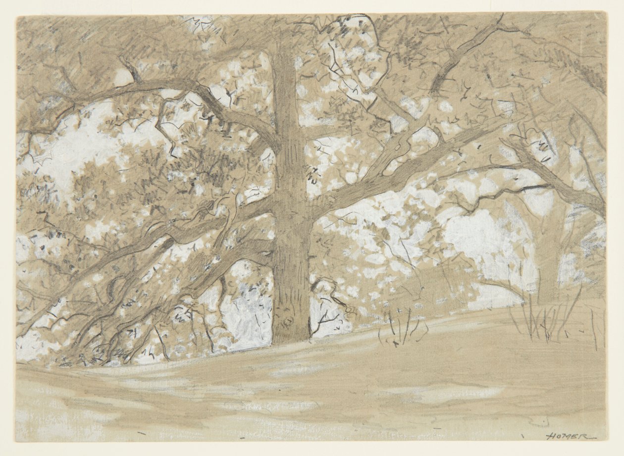 Waverly Oaks door Winslow Homer