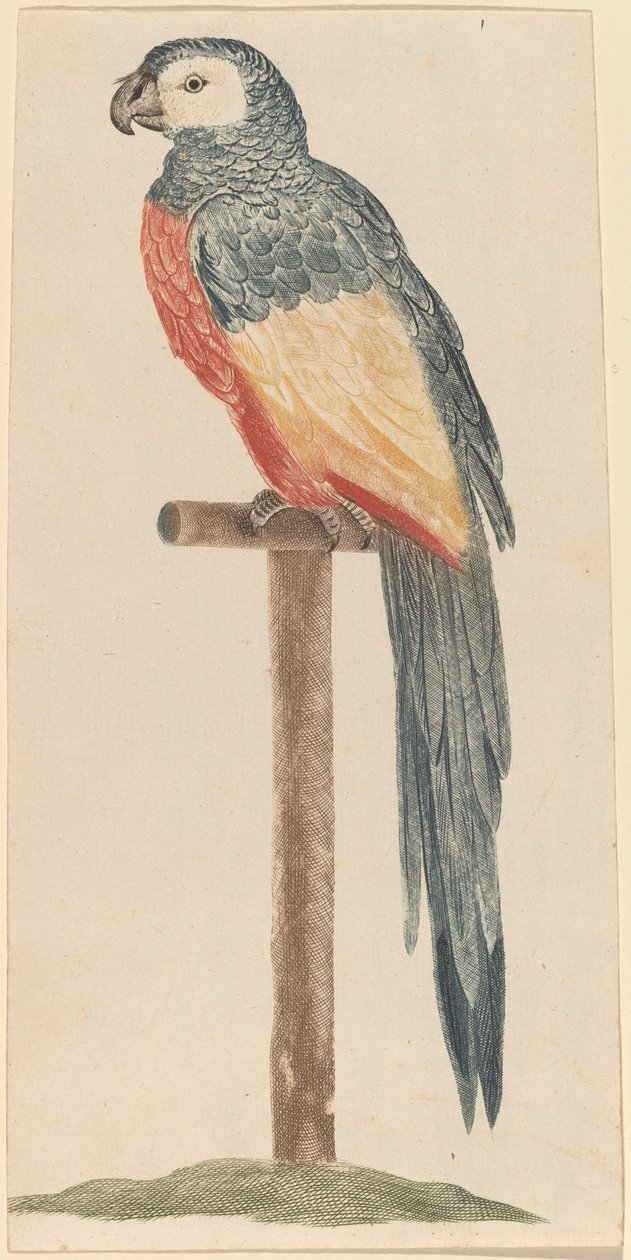 Papegaai door Workshop of Johann Teyler