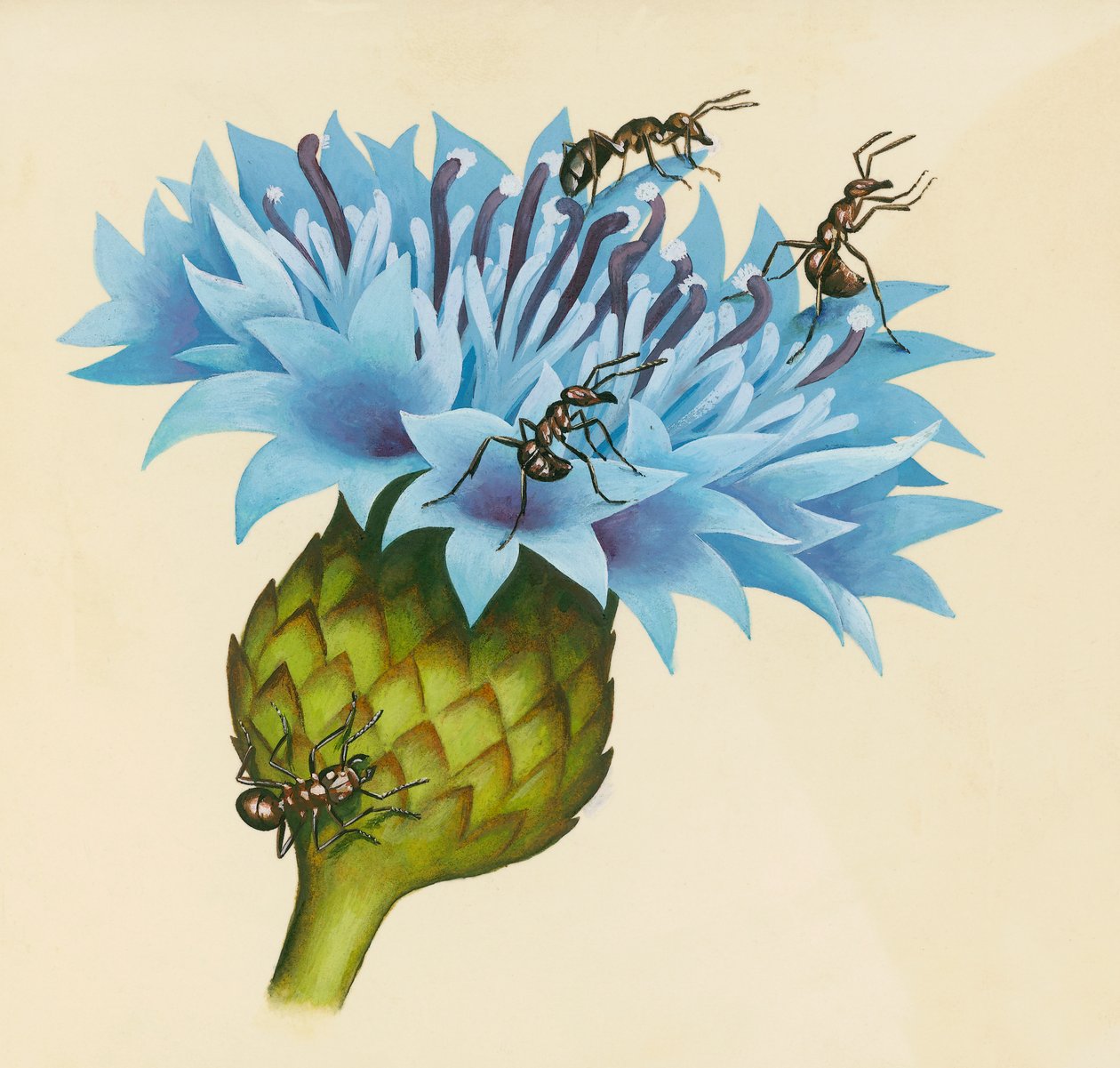 Centaureabloem met agressieve mieren, tekening door William Walcutt