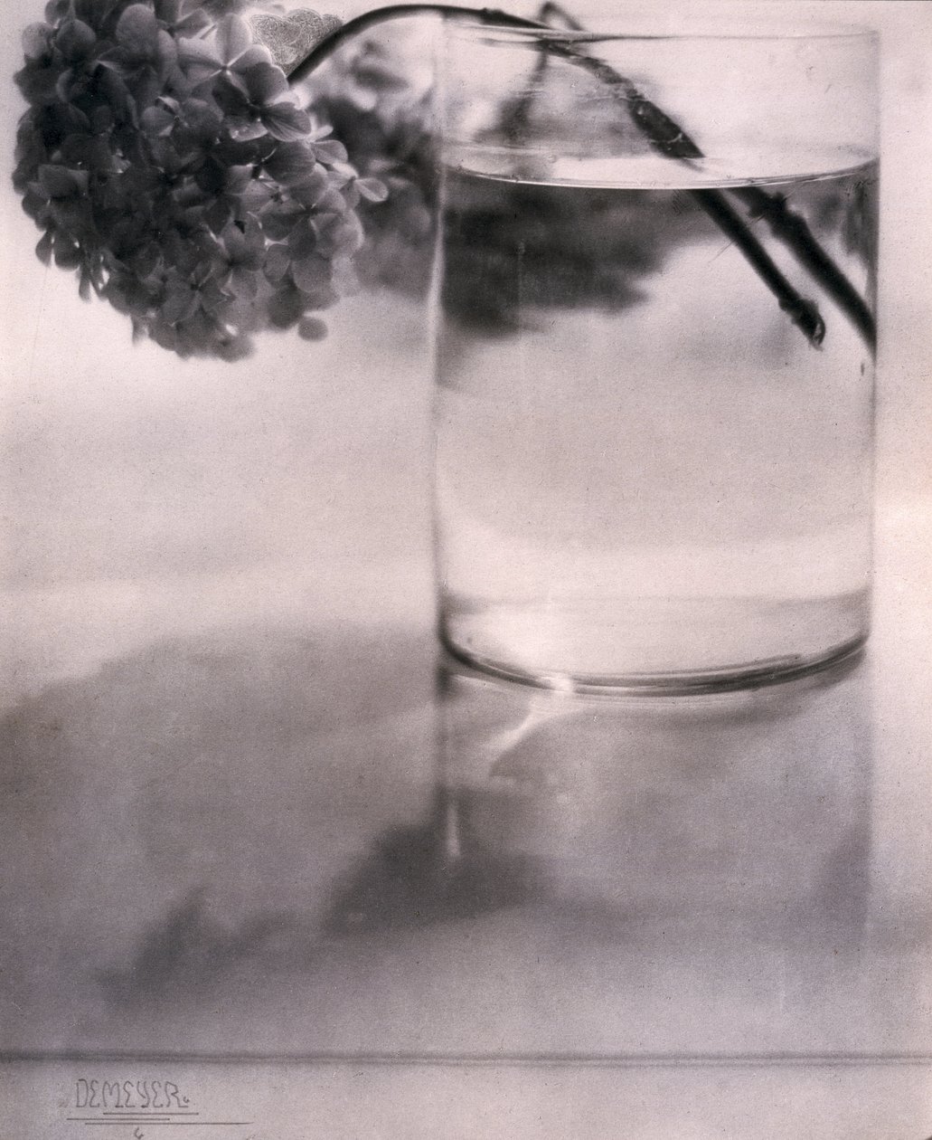 Hortensia door John Pardon