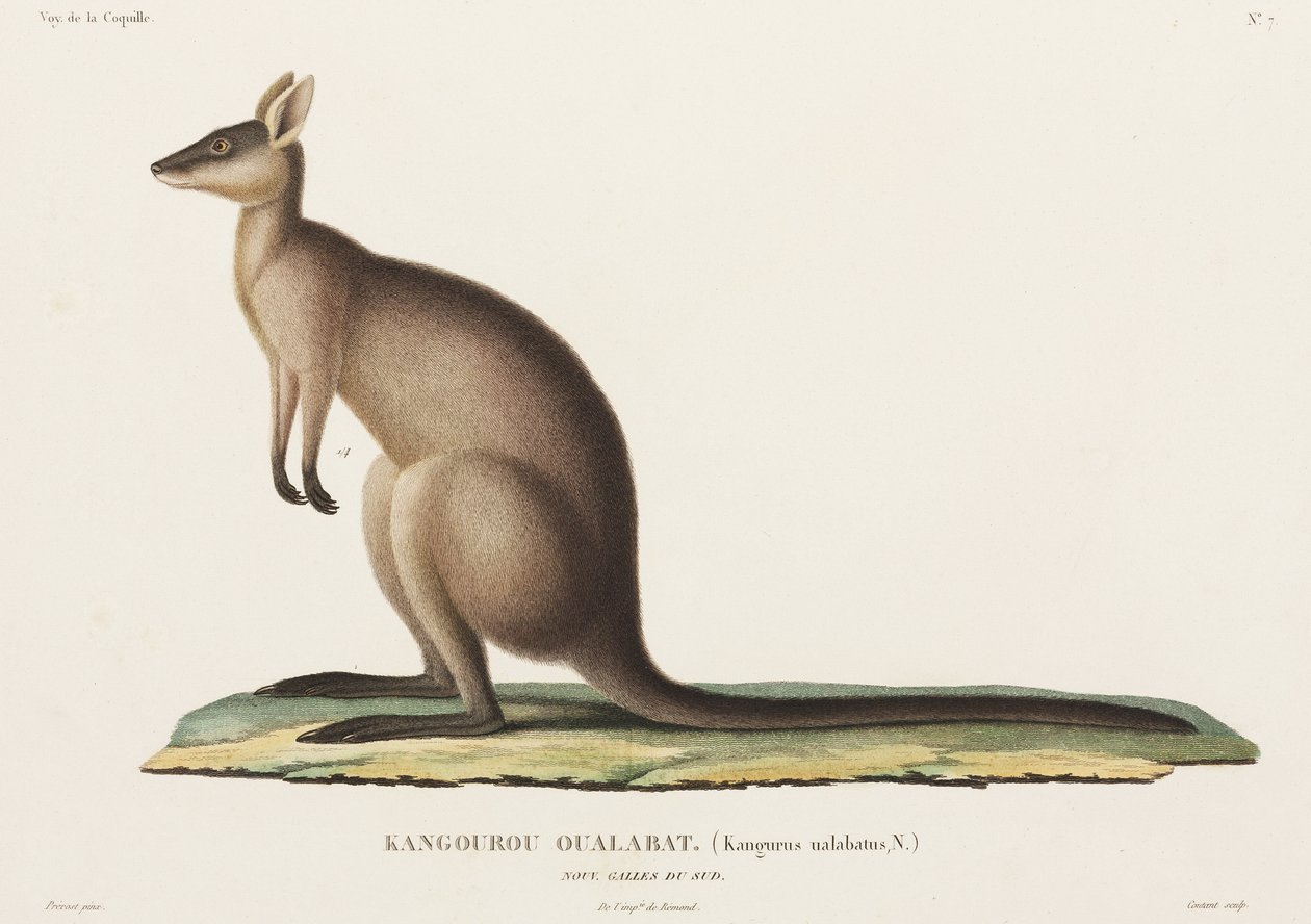 Kangoeroe, Nieuw-Zuid-Wales, Australië door John Pardon