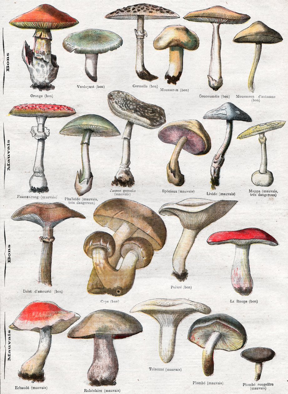 Paddenstoelen door . .