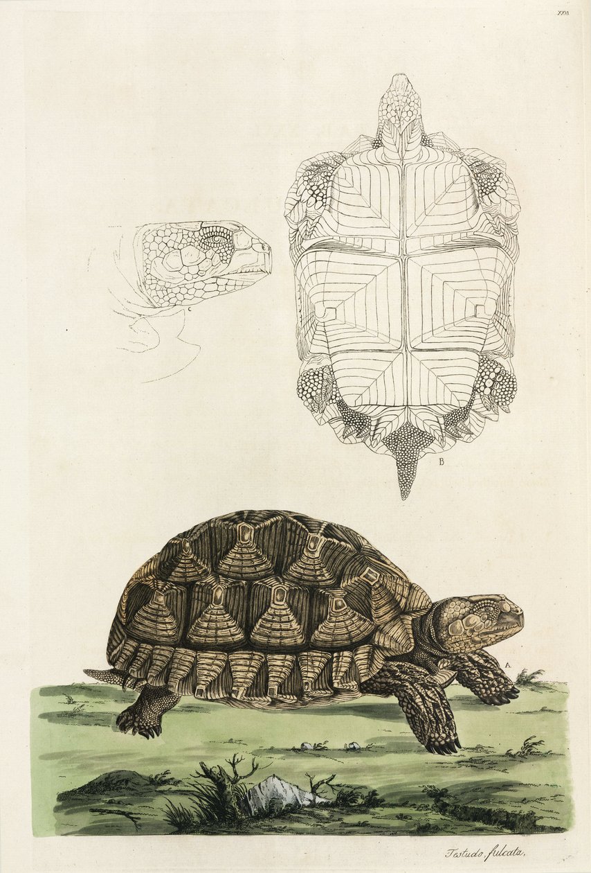 Spoorschildpad door John Pardon