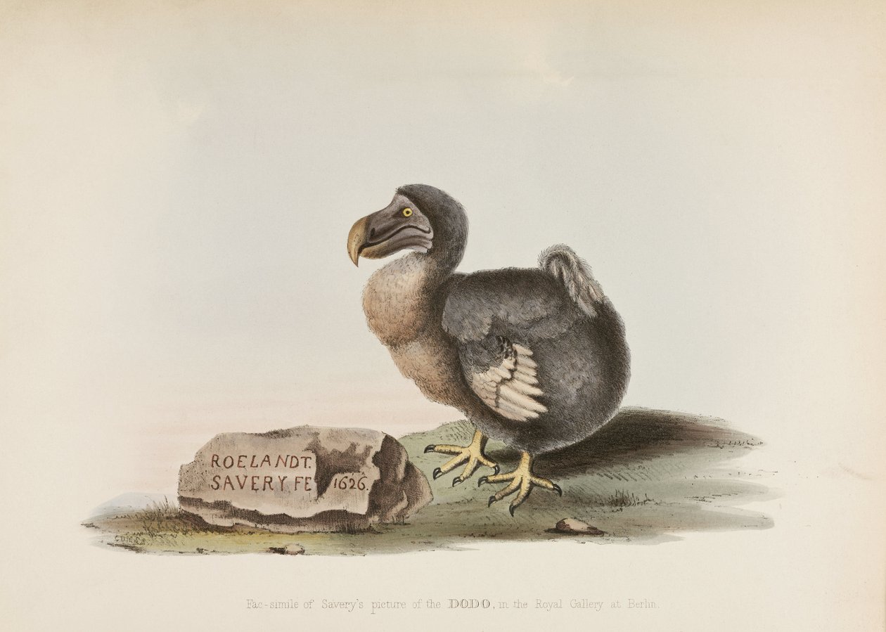 De Dodo door John Pardon