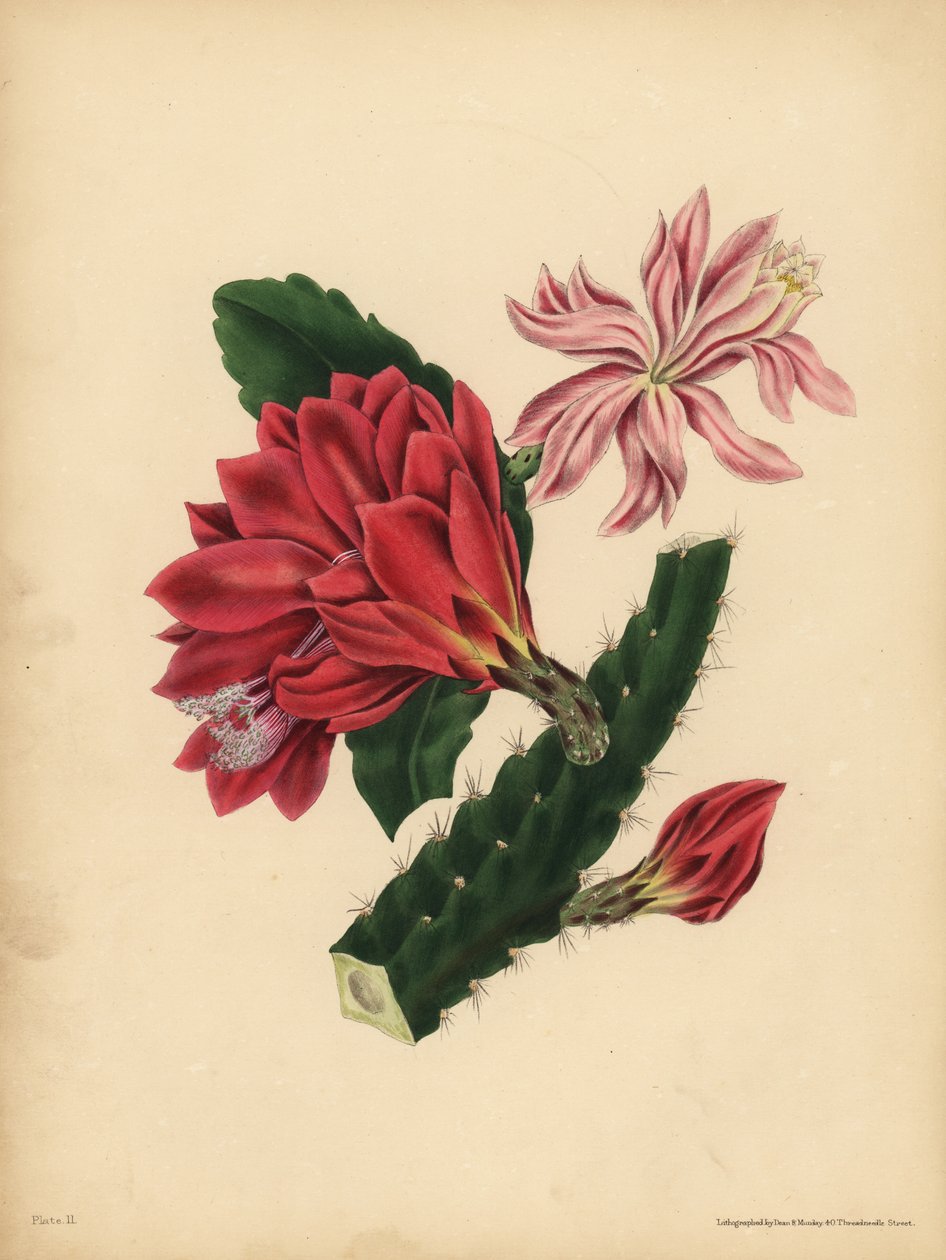 De mooie Cactus, Horror door John Pardon