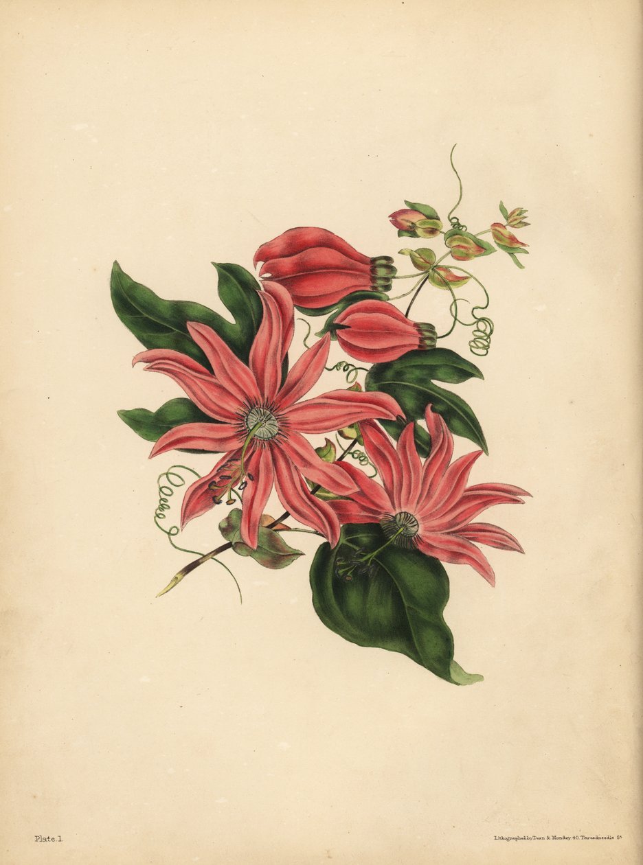 De trosvormige Passiebloem, Passiflora racemosa, Religieuze bijgeloof door John Pardon