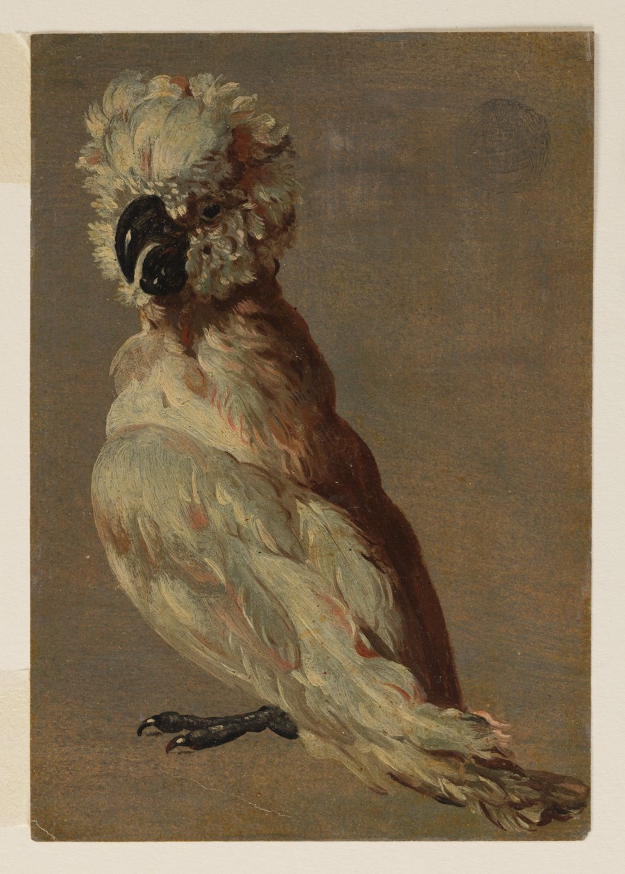 Een wit-bruine kaketoe door after Frans Snyders