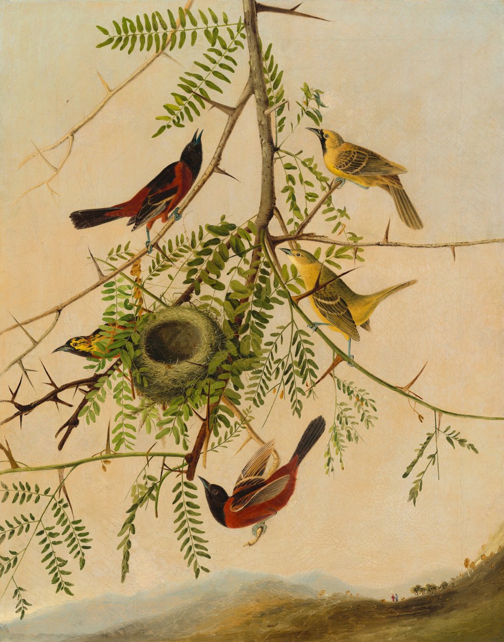 Boomgaardoriole door after John James Audubon Joseph Bartholomew Kidd