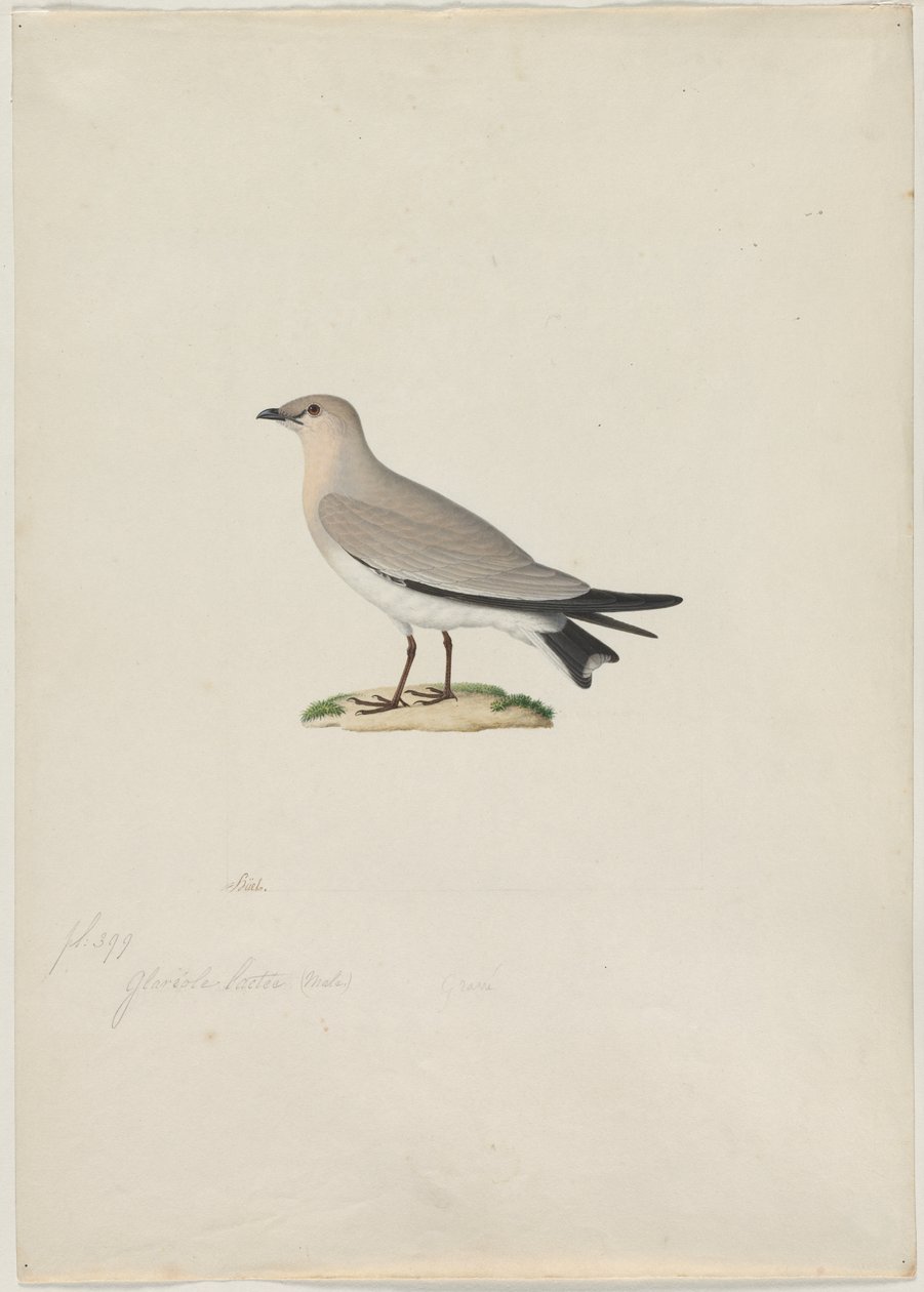 Kleine pratincole (Glareola lactea) door attributed to Paul Hüet