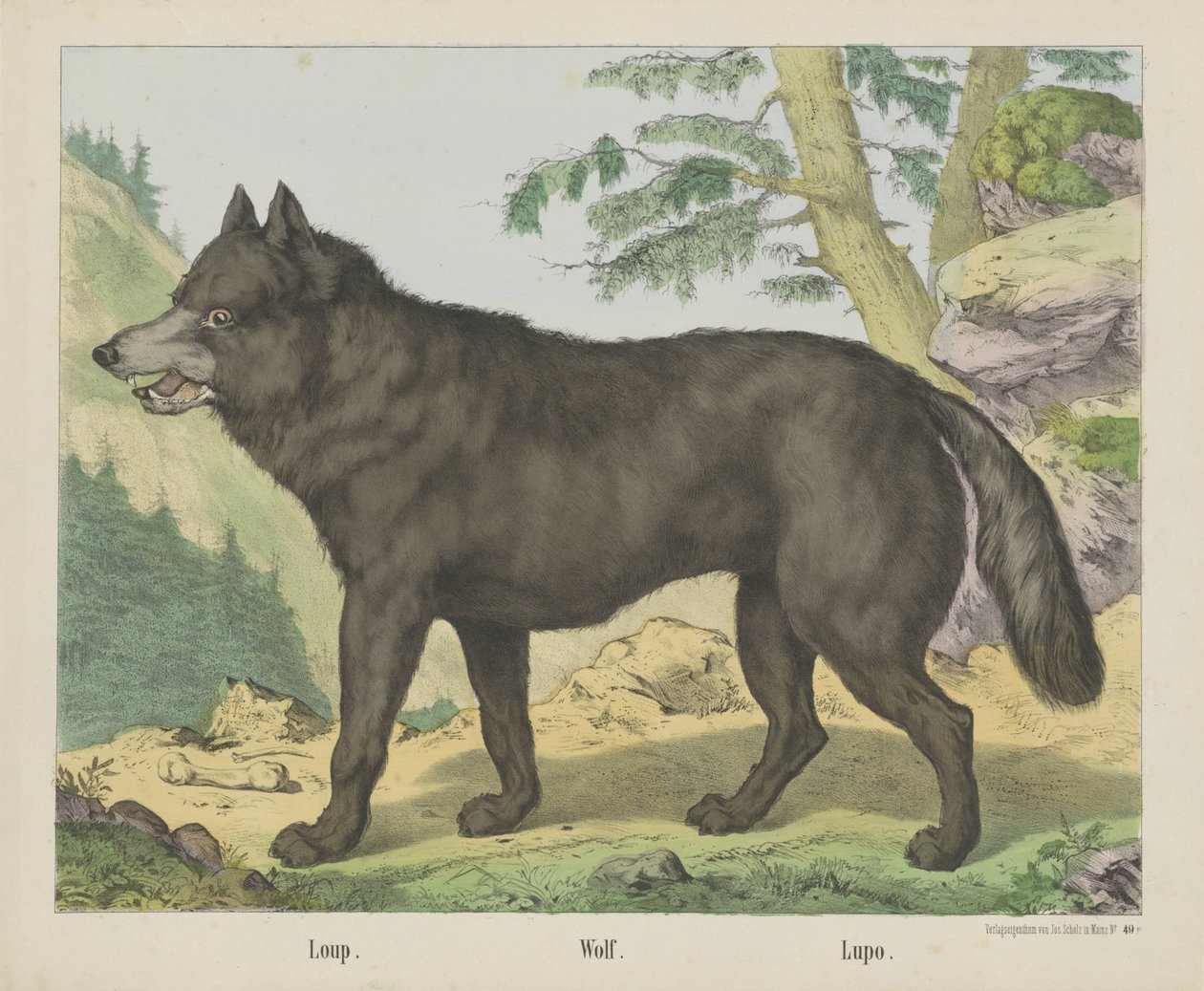 Wolf door firma Joseph Scholz