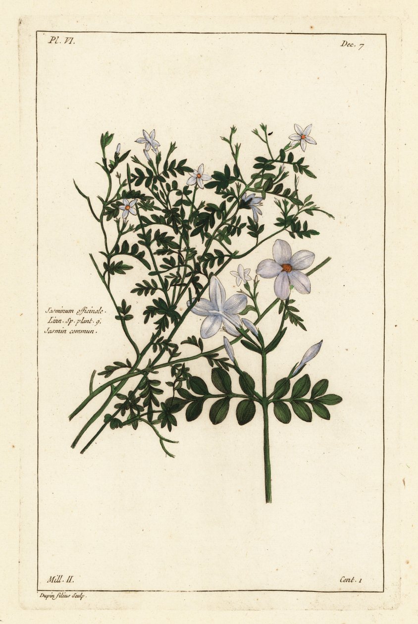 Gewone jasmijn, Jasminum officinale, Linn door the Younger Dupin