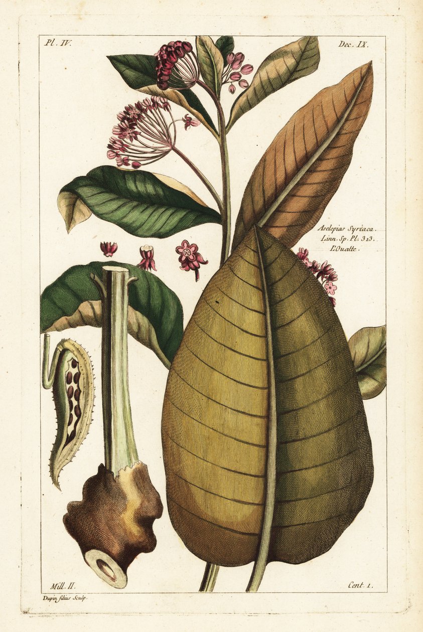 Gewone zijdeplant, Asclepias syriaca door the Younger Dupin