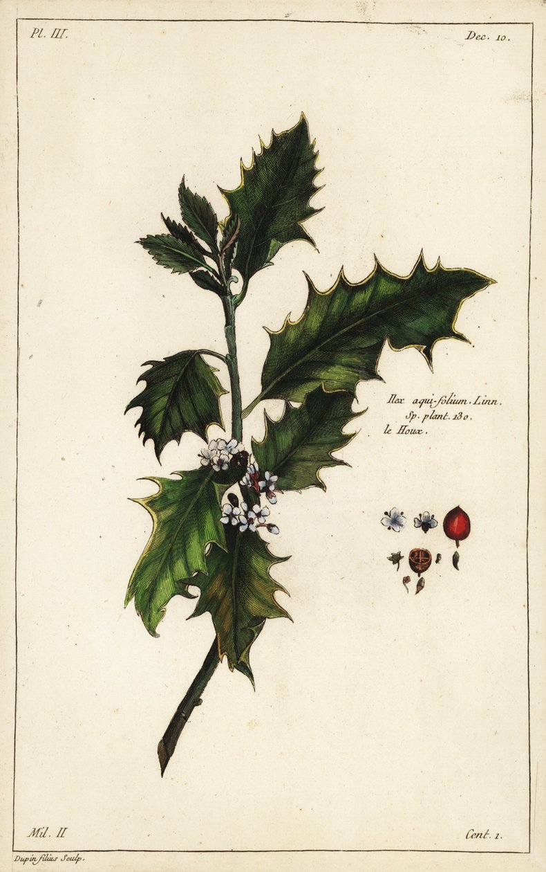 Europese hulst, Ilex aquifolium, Linn door the Younger Dupin