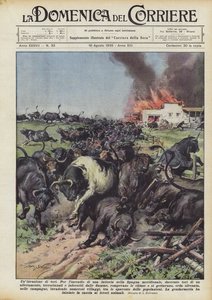 Een invasie van stieren