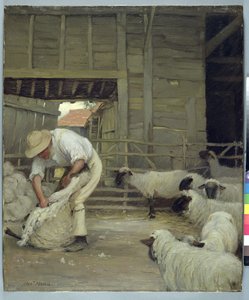 Schapenscheren