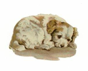 Puppy aan het slapen