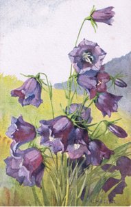 Blauwe bloem, ansichtkaart, jaren 1940