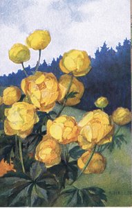 Gele bloem, ansichtkaart, 1940s