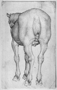 Paard, uit het Vallardi-album