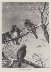 Kerstbezoekers, Kramsvogels