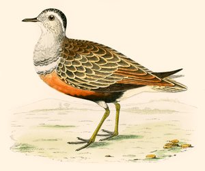 Strandloper
