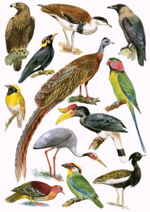 Vogels