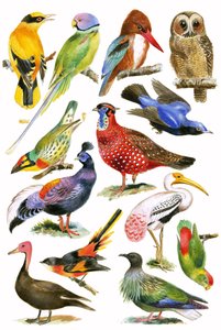 Vogels