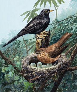 Vogels en nest