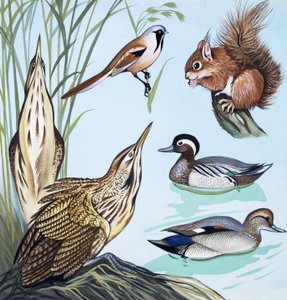 Vogels en eekhoorn