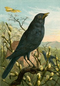 Zwarte vogel