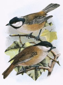 Koolmees (boven) en Glanskop (onder)