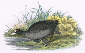 Meerkoet