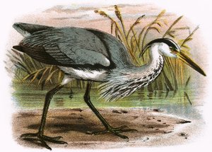 Gewone Reiger