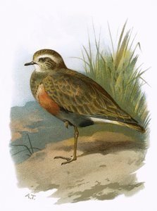 Morinelplevier