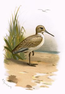 Bonte strandloper