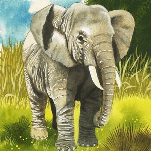 Olifant