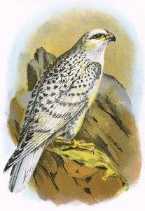 Groenlandse valk